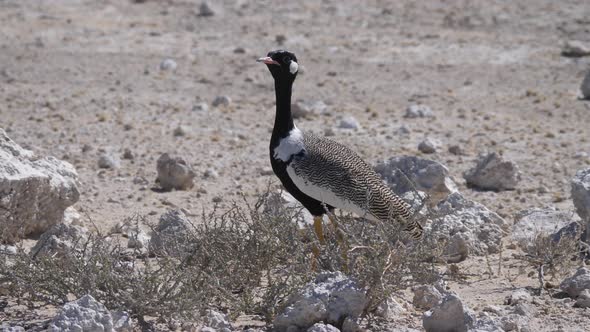 Southern Black Korhaan Walks Slowly Around