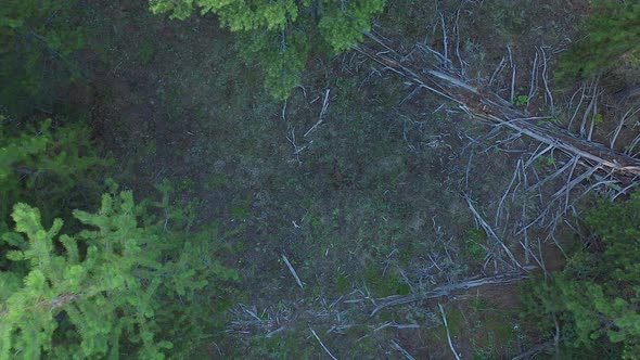 Rising up looking down at forest of pine trees