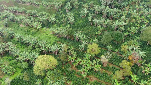 Banana farm in the mountains of Colombia