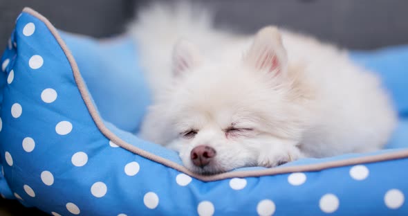 Sleeping white Pomeranian dog 
