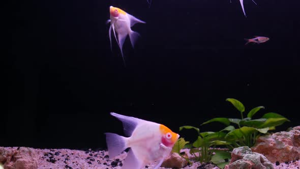 Diversity of Tropical Fishes in Exotic Decorative Aquarium. Assortment in Chatuchak Fish Market Pet