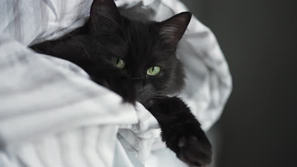 Sleepy Black Cat with Green Eyes Lies Wrapped in a Blanket with Its Paws Out