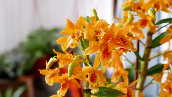 Beautiful Yellow with Orange Dendrobium Orchid in a Garden