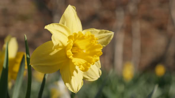 Garden flower Narcissus bulb petals  4K 2160p 30fps UltraHD footage - First spring  plant Pseudonarc