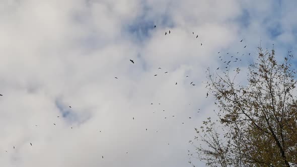 Soft Focus Crows Circling In The Sky, Flock Of Birds In The Sky.