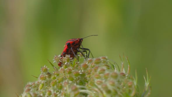 Close up shot of specific bug sitting on plant outdoors in wilderness during sunny day