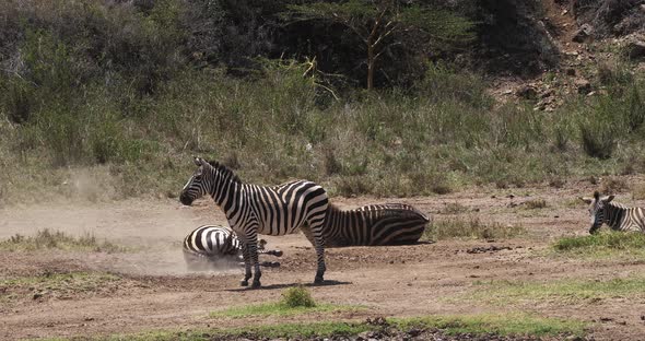 Grant's Zebra, equus burchelli boehmi, Adults having Dust Bath, Nairobi Park in Kenya, Real Time 4K
