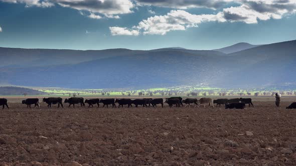 Cows and Shepherd Walking Through Field on a Flat Plain Surrounded by Forested Hills