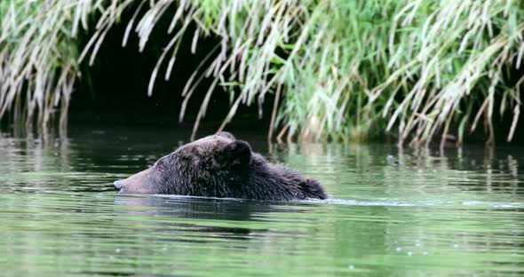 Grizzly bear slowlying through the river, looking for fish.