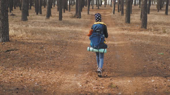 Back View of Woman with Backpack Walking at the Autumn Pine Forest Nature