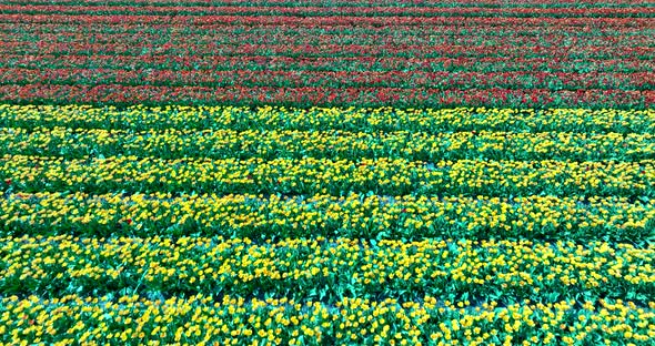 Aerial view of tulip field, Noordoostpolder, Flevoland, Netherlands