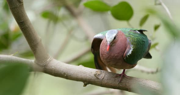 Red mouth with green wing pigeon