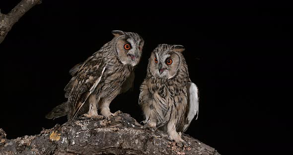 Long Eared Owl, asio otus, Adults, Pair, Normandy in France, Real Time 4K