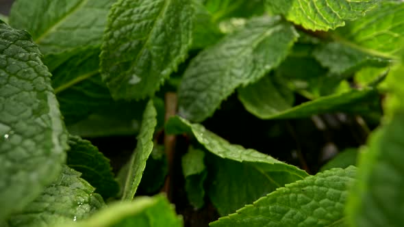 Green Leaves of Mint Covered with Waterdrops. View of Micro World Around Green Flora. Camera Moving