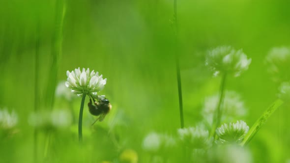 Bumblebee flying amongst white clovers in green field; cinematic bokeh