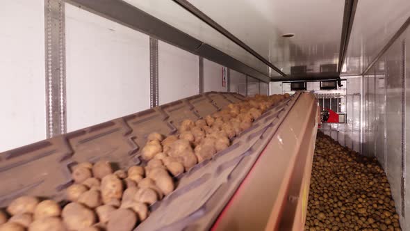 After Sorting and Culling at Warehouse, Potatoes Are Placed on Conveyor Belt, Then Loaded on Truck