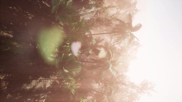 Sunset Beams Through Palm Trees alt