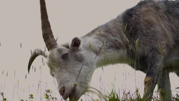 Goat on the roof grazing .