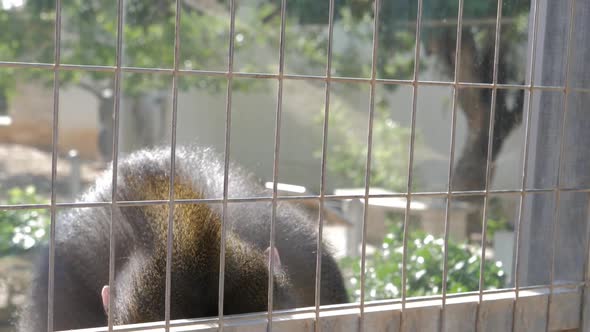 Close-up of a male mandrill in captivity eating worms and cockroaches