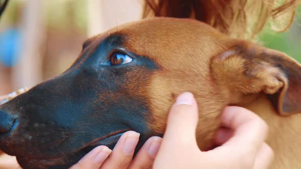 Women petting Malinois Belgian Shepherd dog, Close Up on face