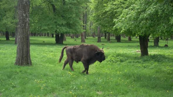 Bison Graze on a Pasture in the Wild Food Reserve in Europe