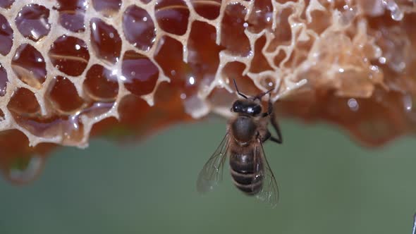 Bee on the honeycomb, close up. Bees produce fresh, healthy, honey