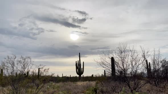 Silhouette of giant old growth saguaro cactus against cloudy sky with sun.