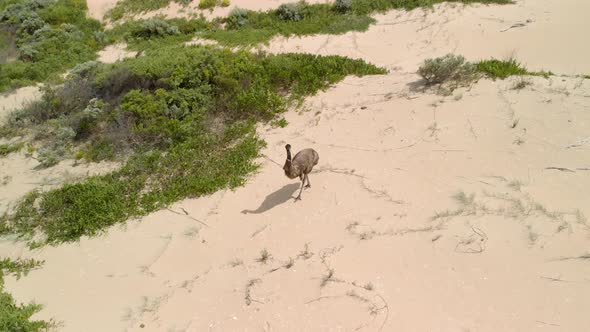Aerial crane type shot of a large emu walking through the sand in the Australian wilderness.