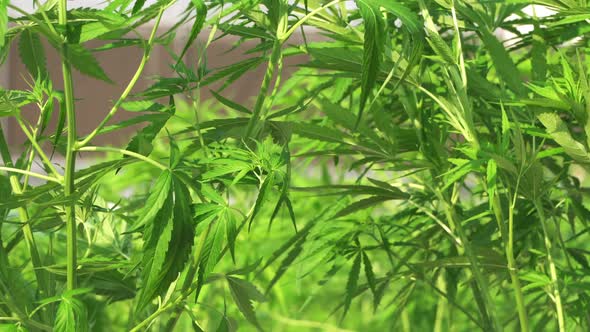 Cannabis Marijuana Leagalised Plant Issue For Medical And Drug 