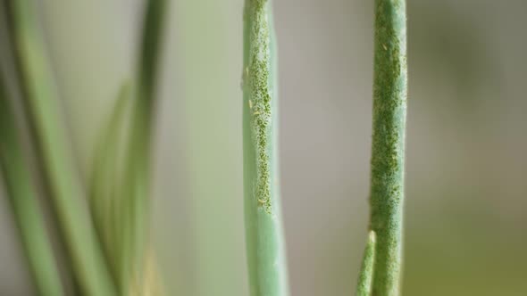 Light Pests Springtails Crawl and Eat the Green Stem of the Plant Macro Video