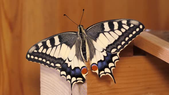 Papilio machaon, the Old World swallowtail butterfly spreading its wings sitting