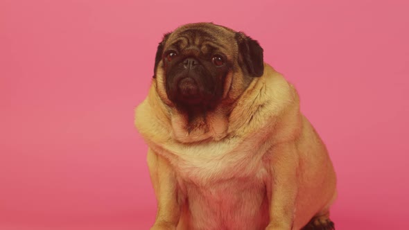 Cute Pug Sits and Looking at Camera