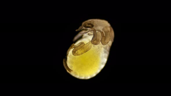 Embryo of an insect Gryllotalpidae under a microscope, order Orthoptera