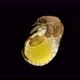 Embryo of an insect Gryllotalpidae under a microscope, order Orthoptera - VideoHive Item for Sale
