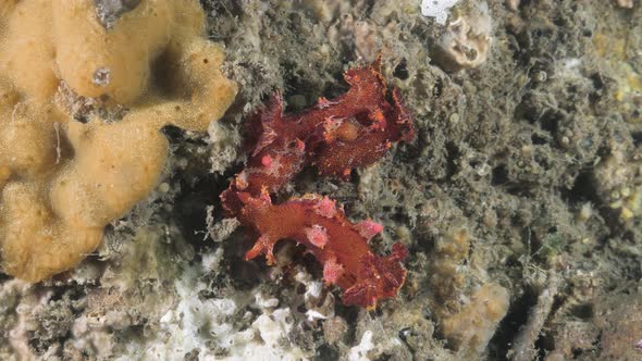 Mating behavior of the Nudibranch species Plocamopherus showing their reproduction organs attached i