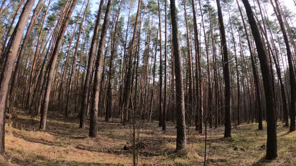 Inside a Pine Forest By Day Slow Motion