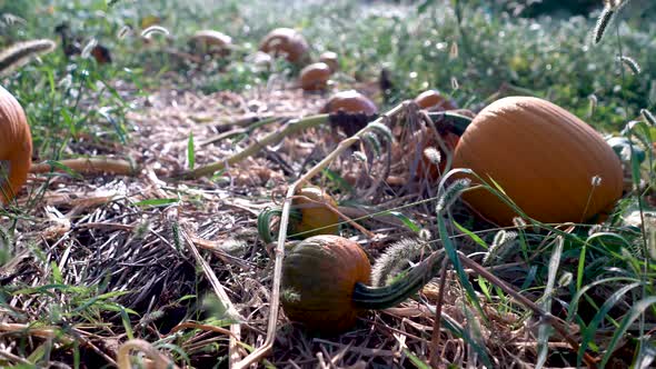 Dolly motion to the right of various size pumpkins in a path on withered vines at sunrise.