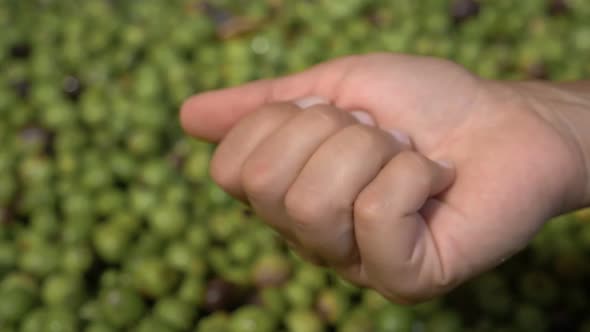 nature, authenticity, food. Farmer's hand show olive-slow motion