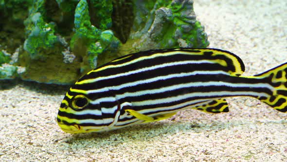 Oriental sweetlips (Plectorhinchus vittatus) in water