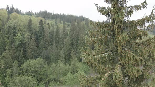 Ukraine, Carpathian Mountains: Spruce in the Forest. Aerial. Gray, Flat