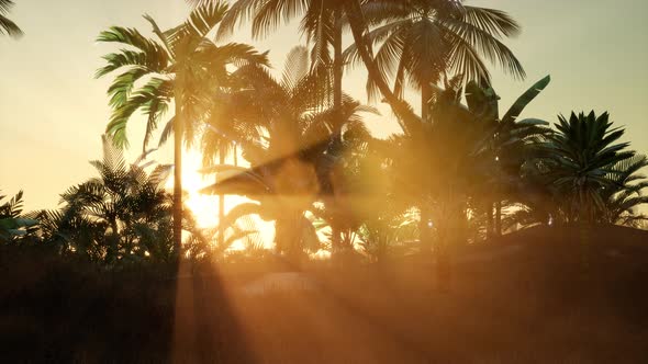 Sunset Beams Through Palm Trees