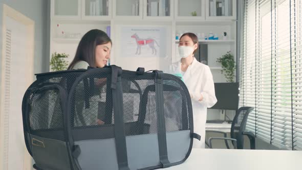 Asian veterinarian examine cat during appointment in veterinary clinic.