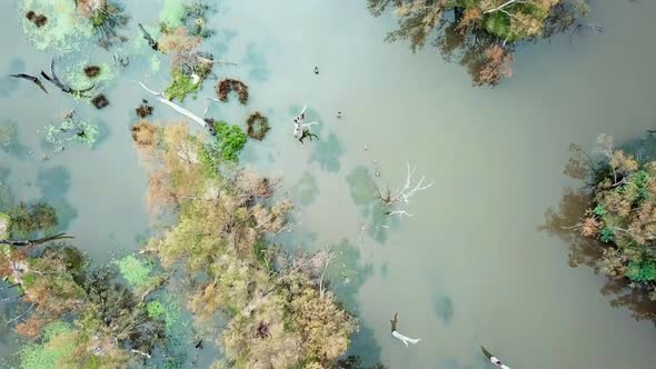 Vertical aerial footage of the Ovens River and euclaypt flood plains where it joins the Murray River