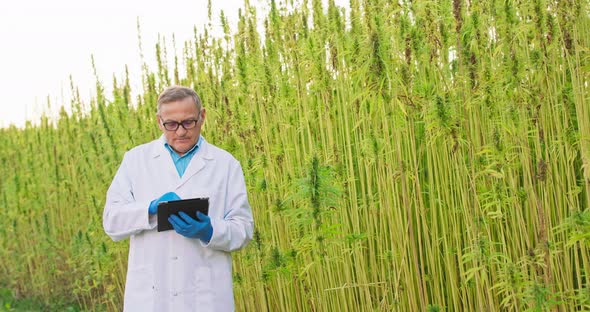 Portrait of Senior Scientist Checking and Analyzing Cannabis Plants Reviewing Results Notes on