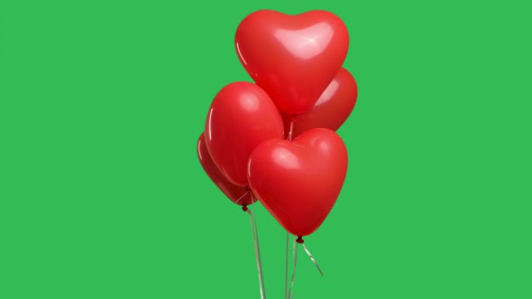 Many Red Heart Shaped Balloons Hanging in the Air Against the Background of a Green Screen Chroma