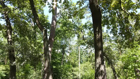 Trees in the Forest During the Day