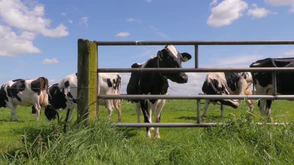 Black and white cows in the meadow grazing and looking around