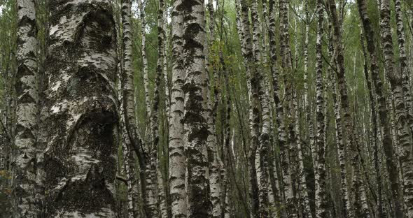 Birch forest near Le Plan de Monfort, the Cevennes National park, Lozere department, France