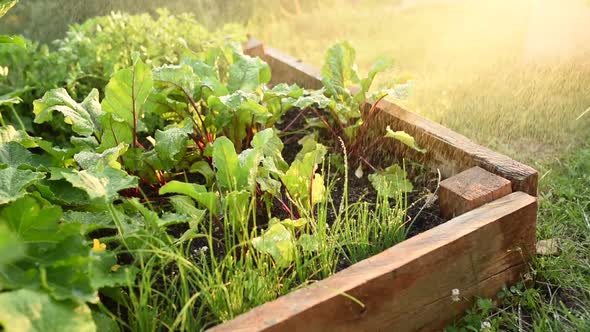 Watering vegetable garden