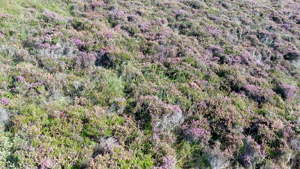 Flying Above Heather in County Donegal  Ireland